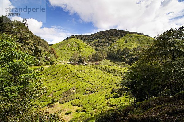 Südostasien  Asien  Cameron Highlands  Malaysia