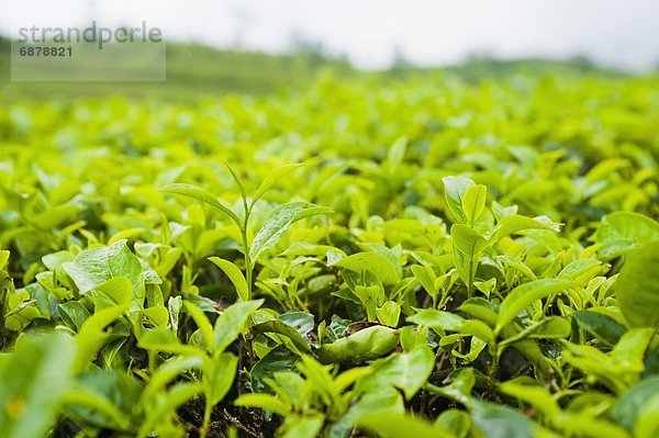 hoch  oben  nahe  Pflanzenblatt  Pflanzenblätter  Blatt  Plantage  Südostasien  Asien  Indonesien  Java  Tee