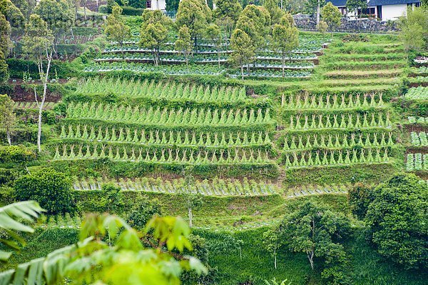 Hügel  Gemüse  Veranda  Südostasien  Asien  Indonesien  Java  steil