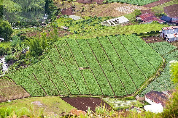 Gemüse  Feld  Südostasien  Fernsehantenne  Asien  Indonesien