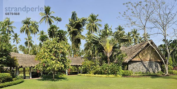 Blume  Rasen  Philippinen  Südostasien  Asien