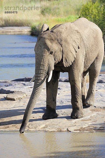 Südliches Afrika  Südafrika  Afrika  Sun City