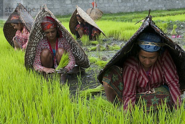 arbeiten Reis Reiskorn Landwirtin Asien Nepal Pokhara
