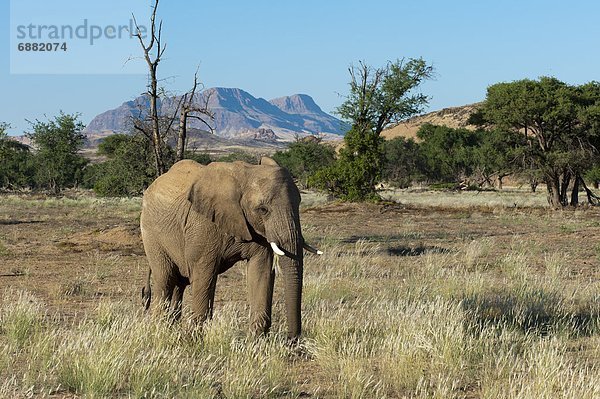 Namibia  Afrika  Damaraland