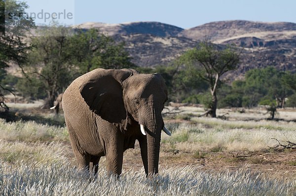 Namibia  Afrika  Damaraland