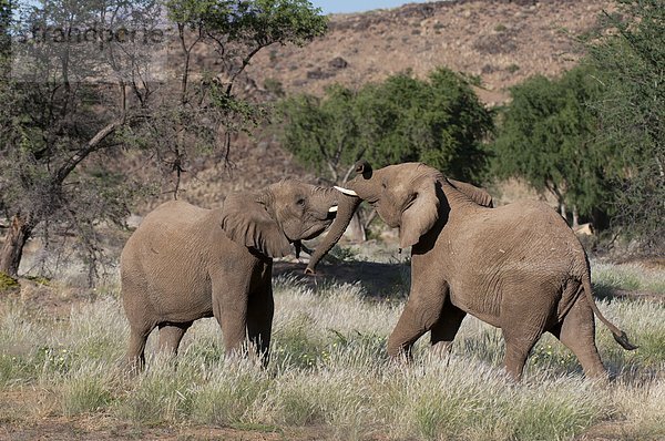 Namibia  Afrika  Damaraland