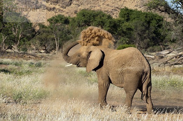 Namibia  Afrika  Damaraland