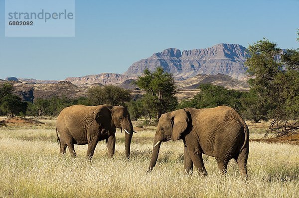 Namibia  Afrika  Damaraland