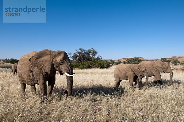 Namibia  Afrika  Damaraland