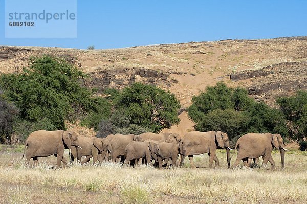 Namibia  Afrika  Damaraland