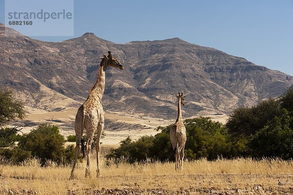 Namibia  Afrika