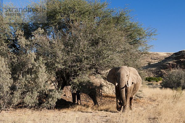 Namibia  Afrika