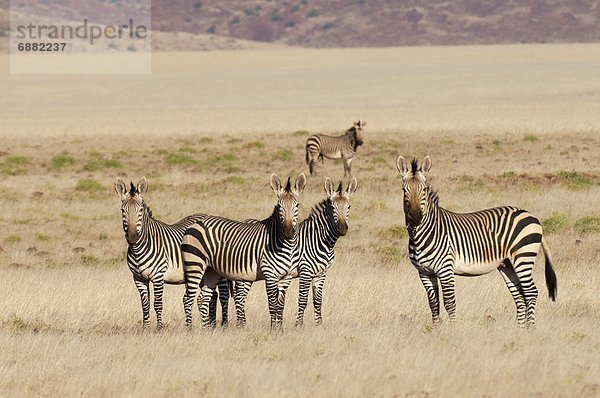 Berg Namibia Afrika Damaraland Zebra