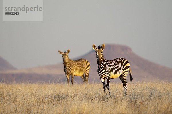 Berg Namibia Afrika Damaraland Zebra