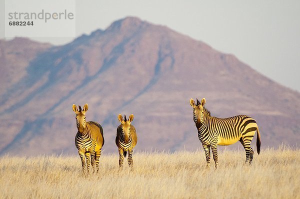 Berg Namibia Afrika Damaraland Zebra