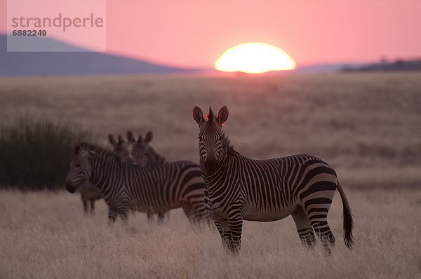 Berg Namibia Afrika Damaraland Zebra