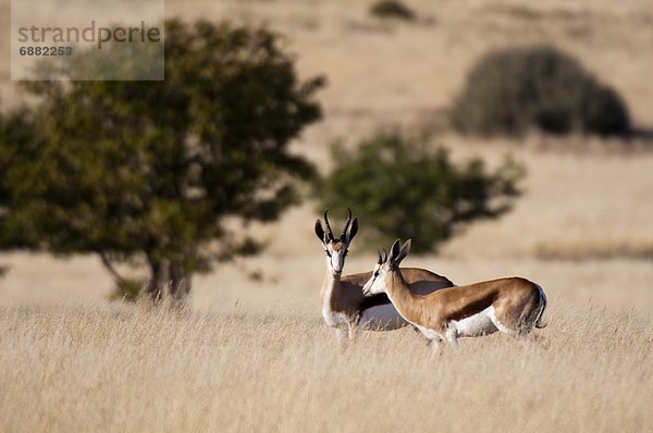 Namibia  Afrika  Damaraland