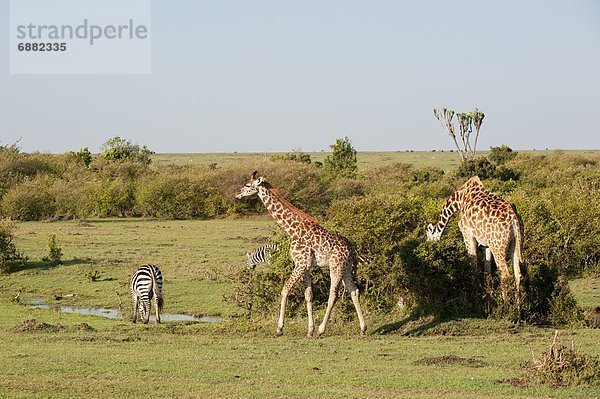 Ostafrika Giraffe Giraffa camelopardalis Steppenzebra Equus quagga Masai Mara National Reserve Afrika Kenia Zebra Equus quagga Steppenzebra
