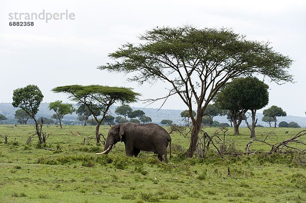 Ostafrika  Masai Mara National Reserve  Afrika  Kenia