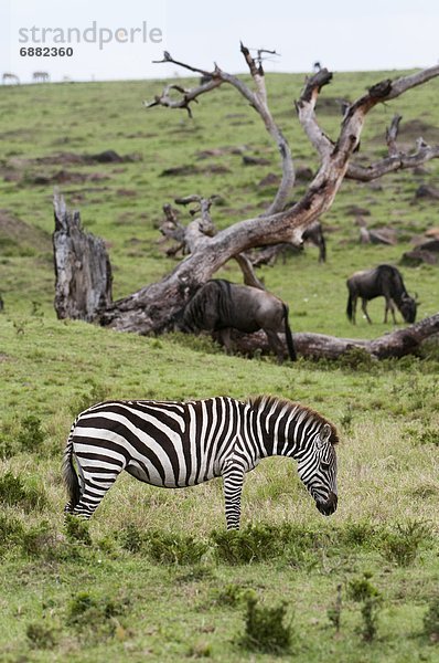 Ostafrika Masai Mara National Reserve Afrika Kenia Steppenzebra  Equus quagga