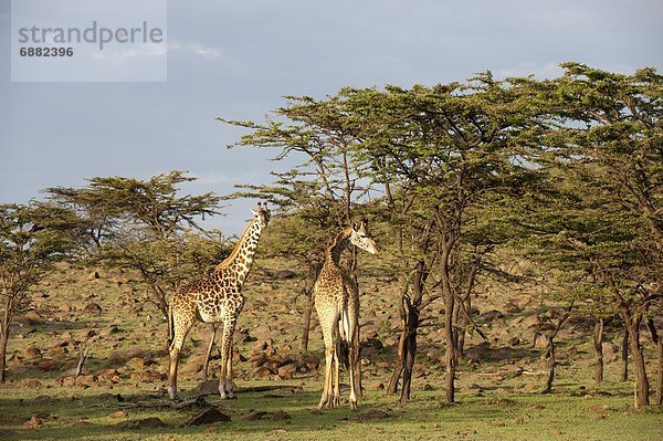 Ostafrika  Masai Mara National Reserve  Afrika  Kenia