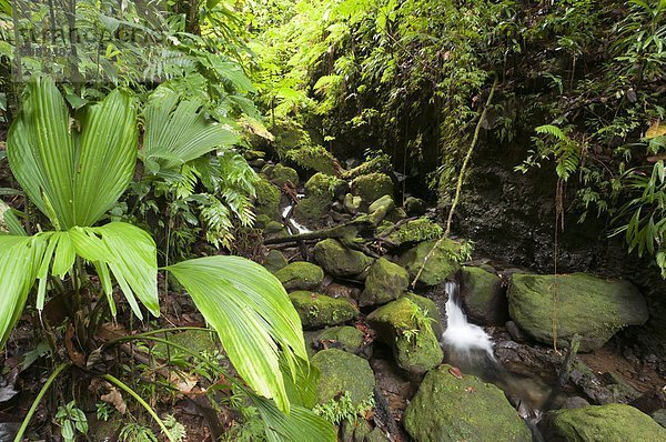 Karibik  Westindische Inseln  Mittelamerika  UNESCO-Welterbe  Dominica  Morne Trois Pitons Nationalpark