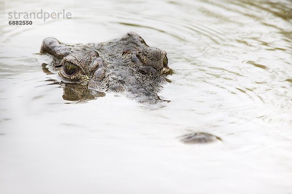 Nilkrokodil (Crocodylus Niloticus)  Kruger National Park  Südafrika  Afrika