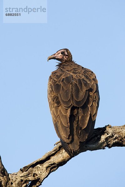 Südliches Afrika  Südafrika  Kruger Nationalpark  Afrika