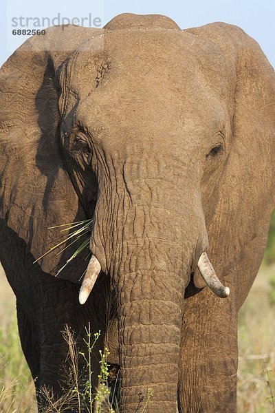 Südliches Afrika  Südafrika  Kruger Nationalpark  Afrika