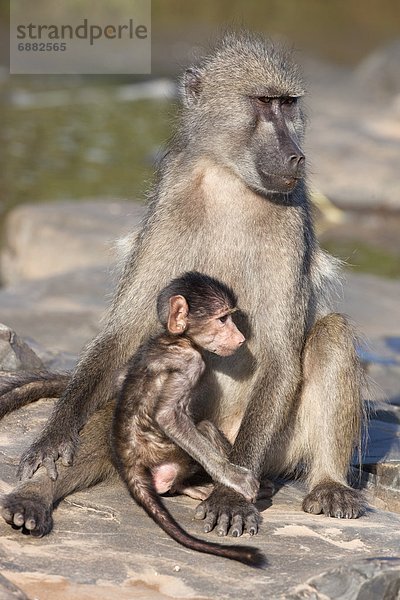 Südliches Afrika  Südafrika  Kruger Nationalpark  Afrika