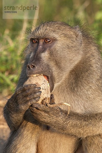 Südliches Afrika  Südafrika  Wurst  Baum  Frucht  essen  essend  isst  Kruger Nationalpark  Afrika