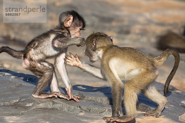 Südliches Afrika  Südafrika  Kampfspiel  Kruger Nationalpark  Afrika  Baby