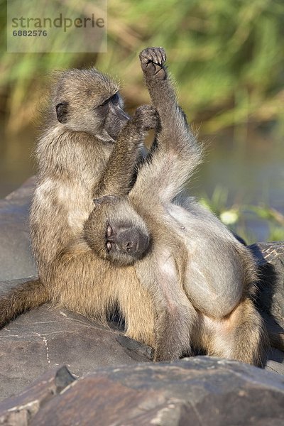 Südliches Afrika  Südafrika  Hygiene  Kruger Nationalpark  Afrika