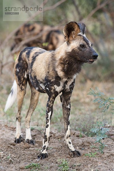 Südliches Afrika Südafrika Kruger Nationalpark Afrika