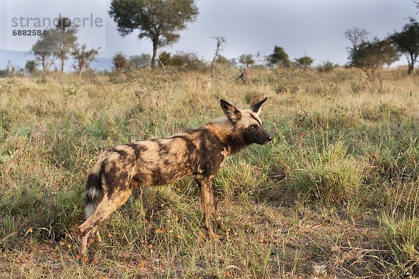 Südliches Afrika Südafrika Kruger Nationalpark Afrika