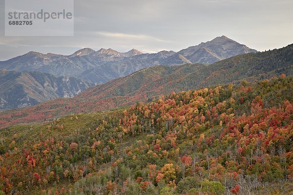 Vereinigte Staaten von Amerika  USA  Farbaufnahme  Farbe  Berg  Nordamerika  rot  Wasatch Range  Utah
