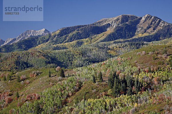 Vereinigte Staaten von Amerika  USA  gelb  Nordamerika  rot  Espe  Populus tremula  Ahorn  Utah