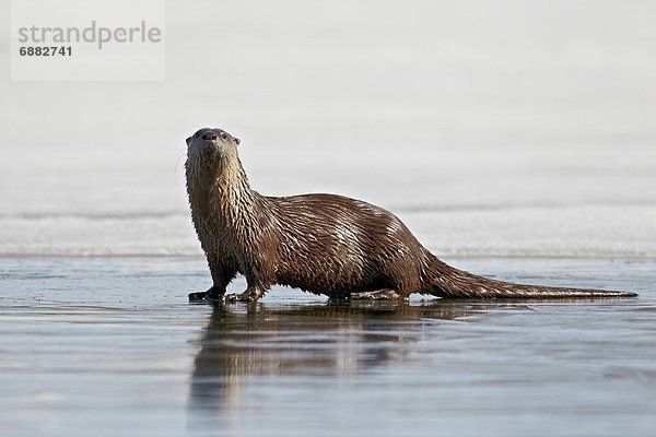 Vereinigte Staaten von Amerika  USA  Otter  Lutrinae  See  Fluss  Nordamerika  Yellowstone Nationalpark  gefroren  Wyoming