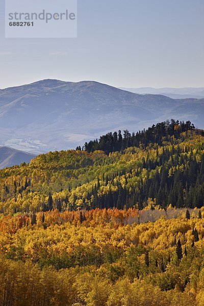 Vereinigte Staaten von Amerika  USA  gelb  Nordamerika  Espe  Populus tremula  Utah