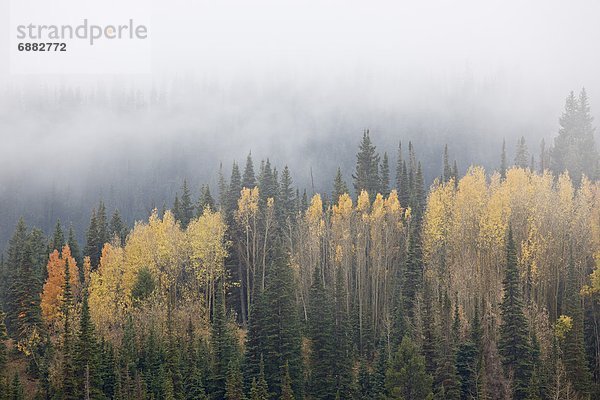 Vereinigte Staaten von Amerika  USA  niedrig  Wolke  gelb  Nordamerika  Espe  Populus tremula  immergrünes Gehölz  Utah