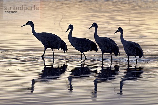 Vereinigte Staaten von Amerika  USA  Kranich  4  Sonnenuntergang  Silhouette  Nordamerika  Erdhügel  Flucht  Turmkran  Linie  New Mexico  Teich  Wildtier