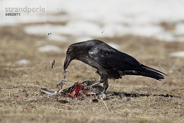 Vereinigte Staaten von Amerika  USA  Krähe  Kolkrabe  Corvus corax  Nordamerika  Yellowstone Nationalpark  Ente  füttern  Wyoming