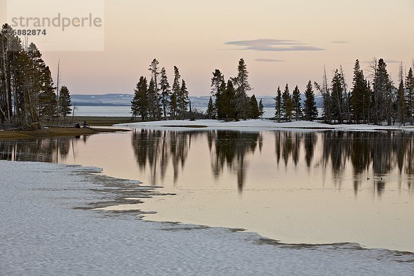 Vereinigte Staaten von Amerika  USA  Sonnenuntergang  See  früh  Nordamerika  vorwärts  Yellowstone Nationalpark  immergrünes Gehölz  UNESCO-Welterbe  Wyoming