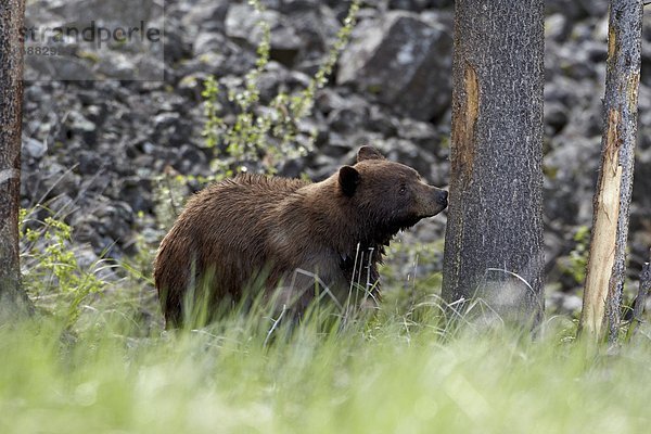 Vereinigte Staaten von Amerika  USA  Schwarzbär  Ursus americanus  Farbaufnahme  Farbe  Nordamerika  Yellowstone Nationalpark  Zimt  Wyoming