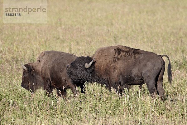 Vereinigte Staaten von Amerika  USA  Hausrind  Hausrinder  Kuh  Bulle  Stier  Stiere  Bullen  antworten  Nordamerika  Flehmen  Yellowstone Nationalpark  Bison  Kuh  Wyoming