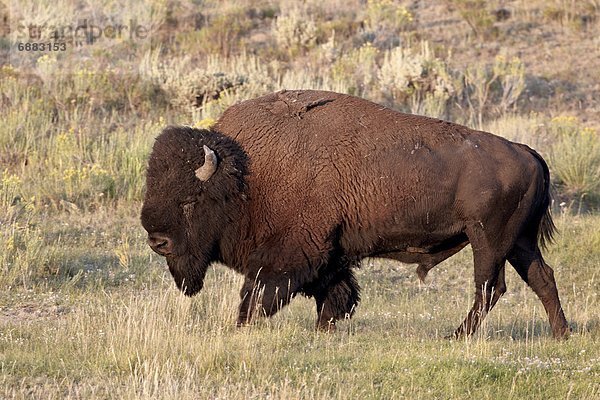 Vereinigte Staaten von Amerika  USA  Nordamerika  Yellowstone Nationalpark  Wyoming