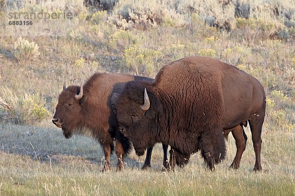 Vereinigte Staaten von Amerika  USA  Hausrind  Hausrinder  Kuh  Bulle  Stier  Stiere  Bullen  Nordamerika  Yellowstone Nationalpark  Bison  Kuh  Wyoming