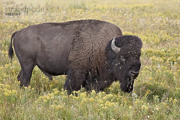 Vereinigte Staaten von Amerika  USA  Bulle  Stier  Stiere  Bullen  zwischen  inmitten  mitten  gelb  Wildblume  Nordamerika  Yellowstone Nationalpark  Bison  Wyoming