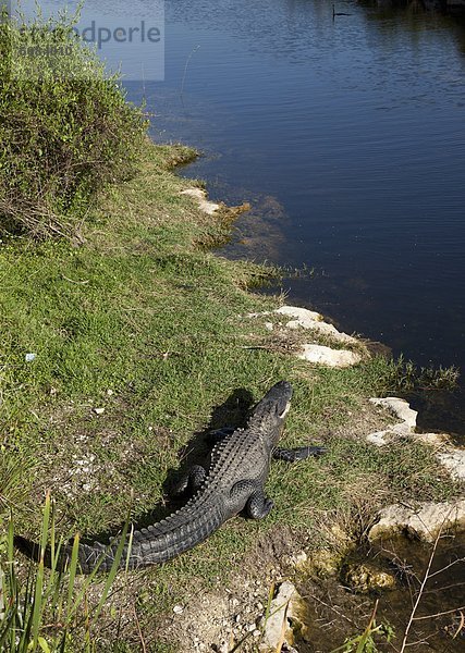 Vereinigte Staaten von Amerika  USA  Nordamerika  Everglades Nationalpark  Florida