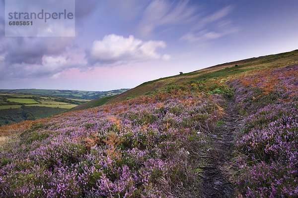 Biegung  Biegungen  Kurve  Kurven  gewölbt  Bogen  gebogen  Europa  Blume  Großbritannien  Weg  Teppichboden  Teppich  Teppiche  Heidekraut  Erica herbacea  Erica carnea  Devon  England  Wanderweg